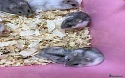 Hamster rodents for sale: Cute, friendly dwarf hamsters  - Image 5