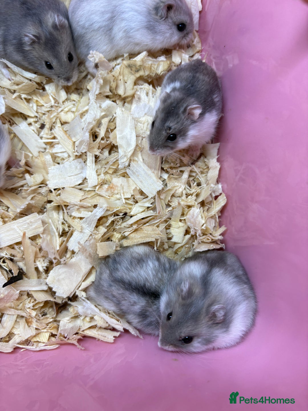 Hamster rodents for sale: Cute, friendly dwarf hamsters  - Image 5