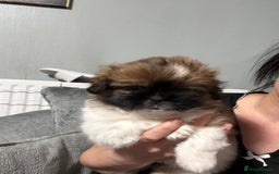 Mixed Breed dogs for sale: 6 beautiful Shih Tzu/Pomerianian puppies !  - Advert 37
