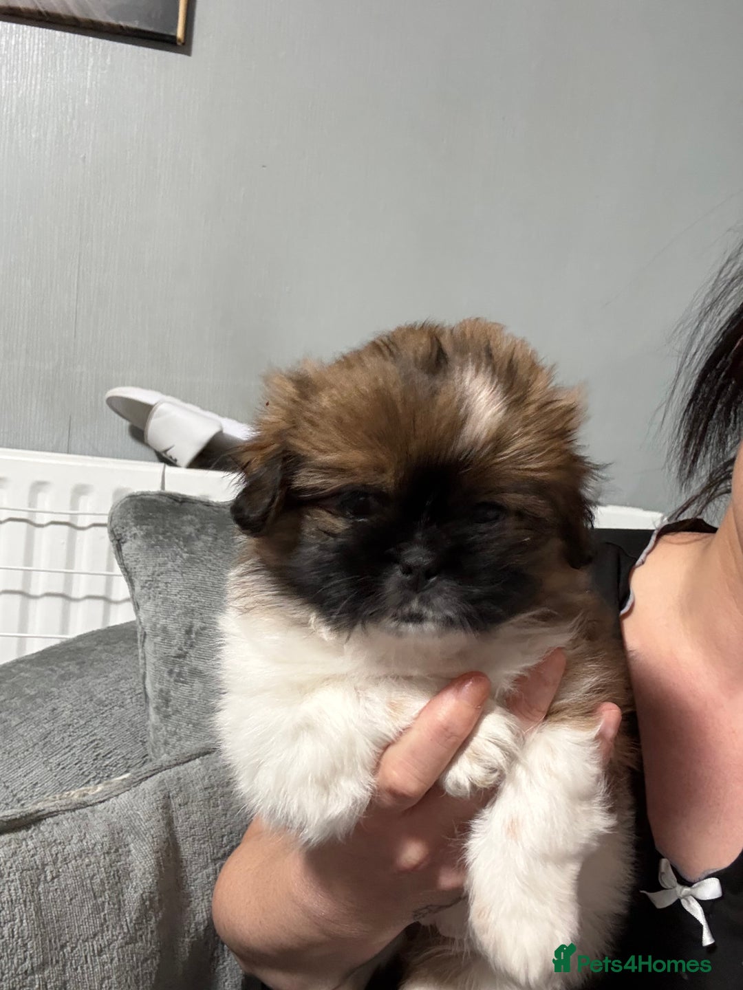 Mixed Breed dogs for sale: 6 beautiful Shih Tzu/Pomerianian puppies !  - Advert 37