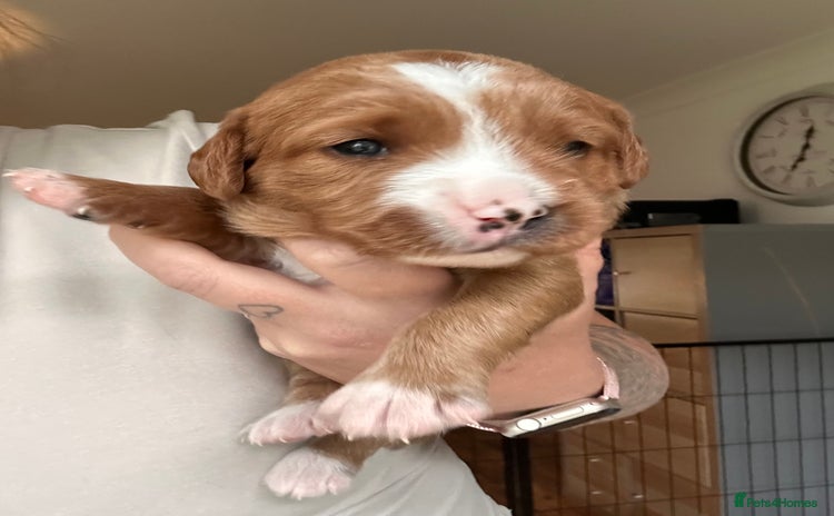 Mixed Breed dogs - Advert 16