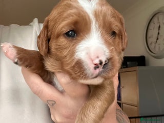 Mixed Breed dogs - Advert 4