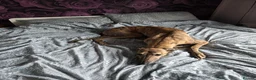 Greyhound dogs for sale: Mimi and Trigger -to a loving home - Advert 3