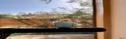 Budgerigars birds for sale: Blue & Coco – Beautiful Budgie Boys in London - Advert 7