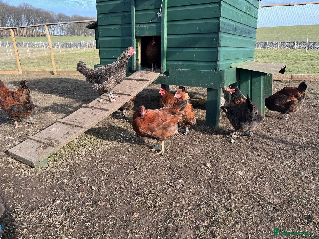 Chickens poultry for sale: Point of lay hens for sale - Advert 4