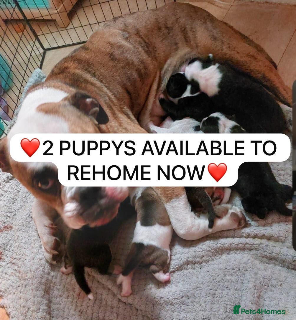 Mixed Breed dogs Olde tyme bulldog border collie cross puppies  - Advert 11