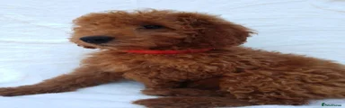 Miniature Poodle 2
