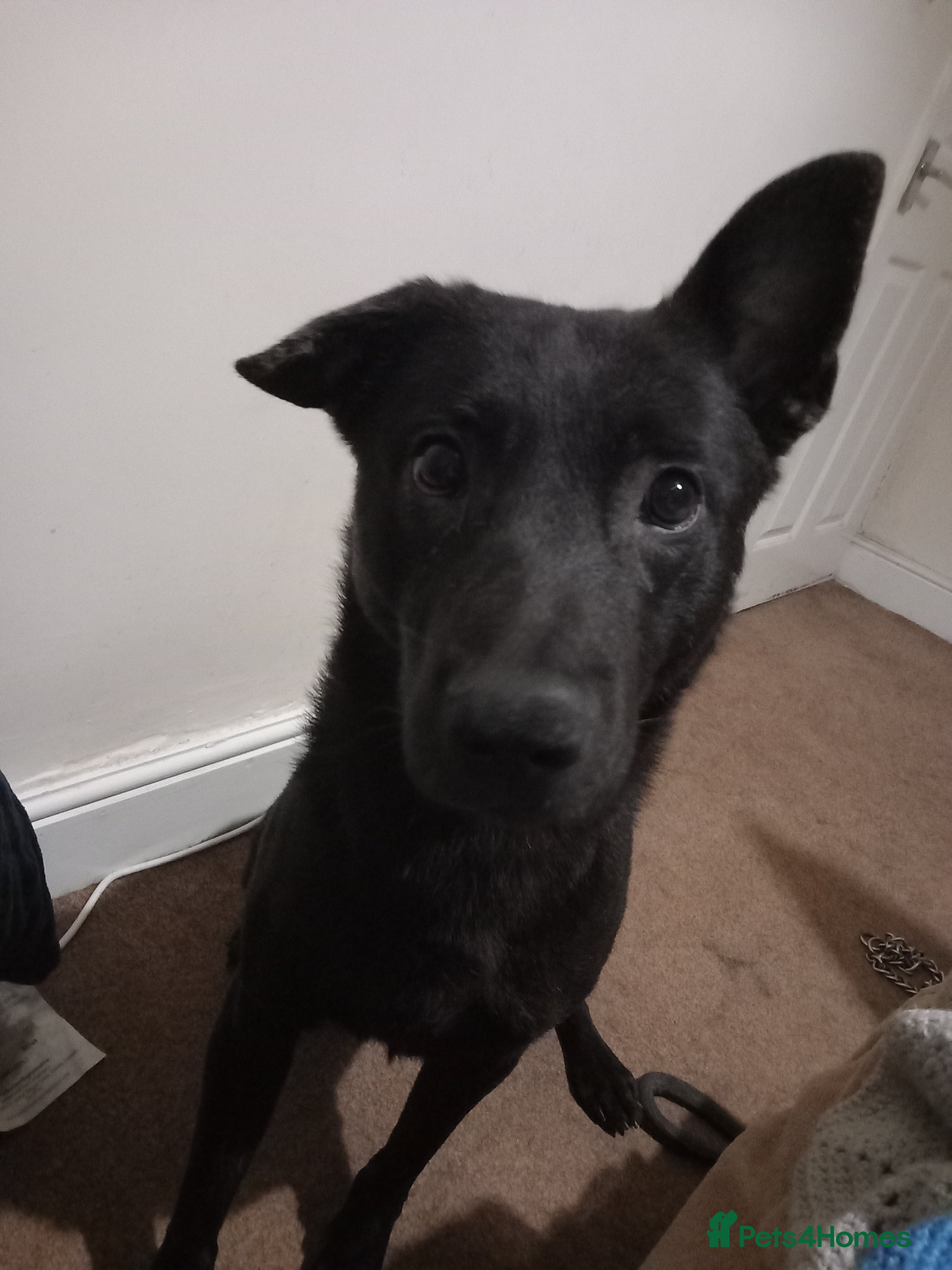 Belgian Shepherd Dog dogs Black Belgian Malinois - Advert 2