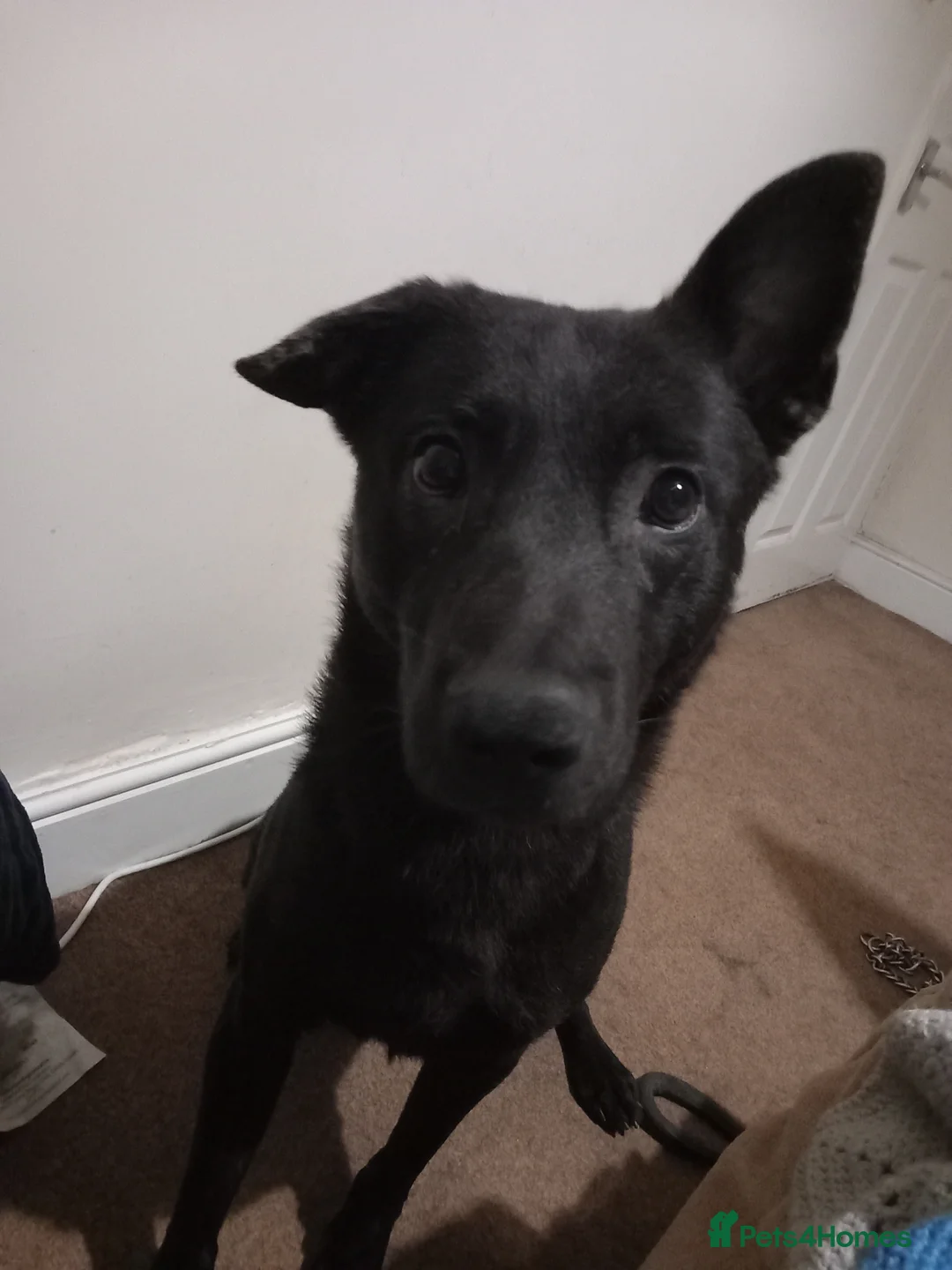 Belgian Shepherd Dog dogs for sale: Black Belgian Malinois - Advert 1