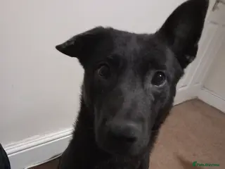 Belgian Shepherd Dog dogs Black Belgian Malinois - Advert 2