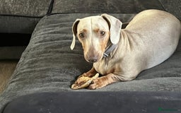 Dachshund dogs for sale: Beautiful Isabella exceptional Pups  - Image 2
