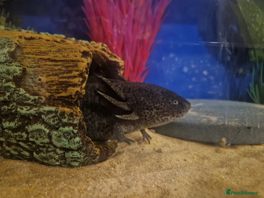Axolotl reptiles for sale: 2x Axolotls and set up! - Advert 9