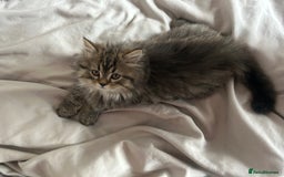 Persian cats for sale: Persian Kittens Looking for Loving Homes - Advert 16