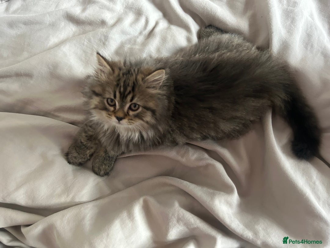Persian cats for sale: Persian Kittens Looking for Loving Homes - Advert 16