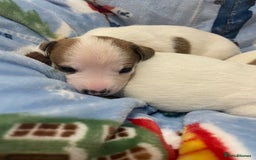 Mixed Breed dogs for sale: Chihuahua x Jack Russell puppies - Image 7