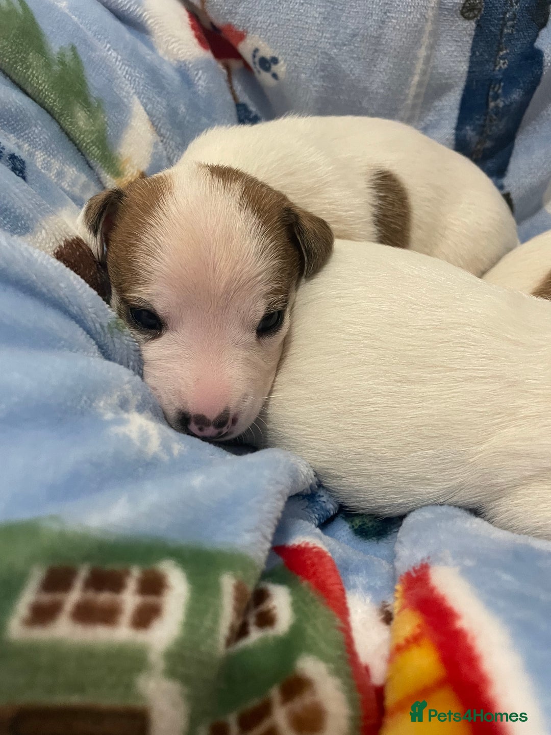 Mixed Breed dogs for sale: Chihuahua x Jack Russell puppies - Image 7