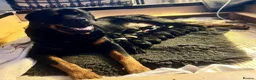 Rottweiler dogs for sale: Stunning KC Registered Rottweiler puppies  in Chichester - Advert 2