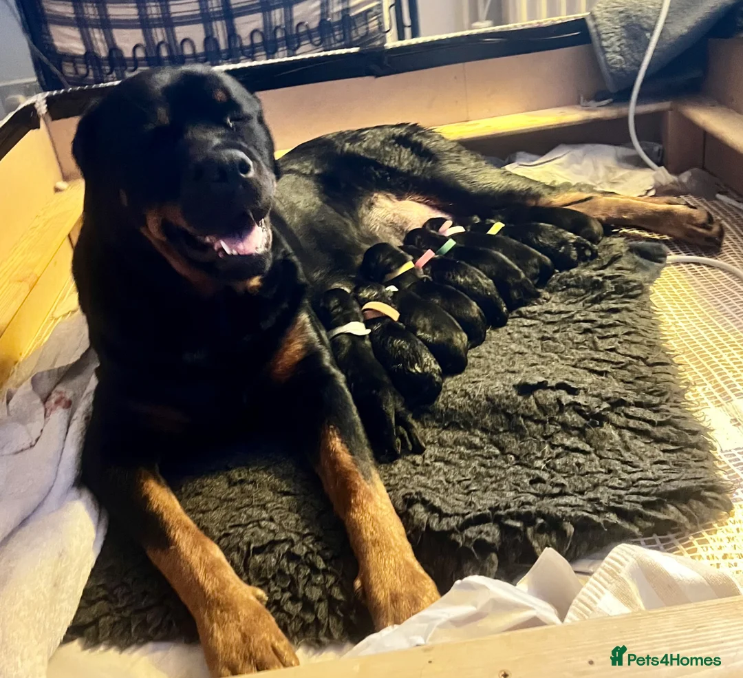 Rottweiler dogs for sale: Stunning KC Registered Rottweiler puppies  in Chichester - Advert 2