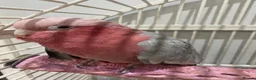 Cockatoo birds for sale: Female Galah Cockatoo - Advert 8