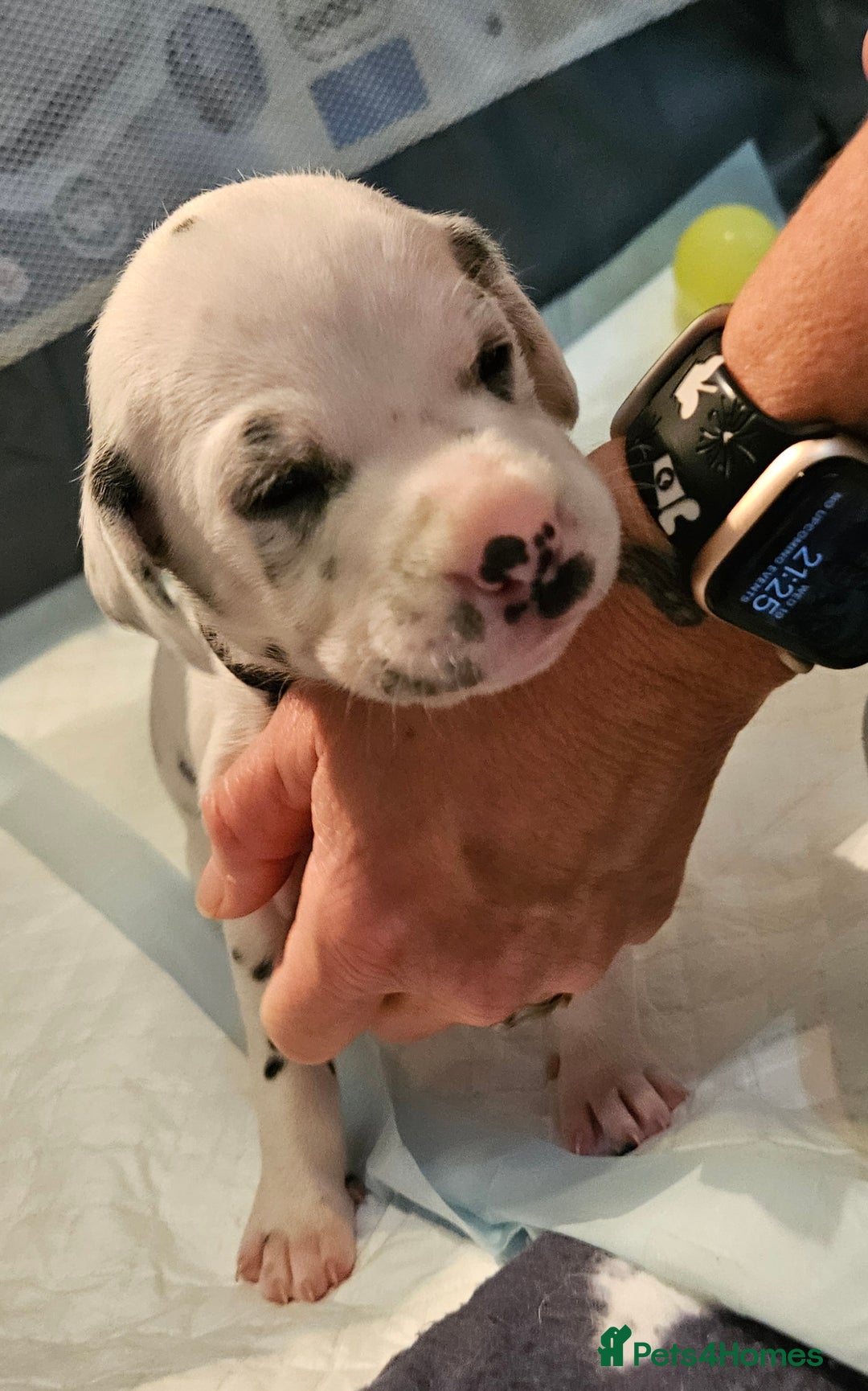 Dalmatian dogs for sale: beautiful dalmatian puppies - Advert 20