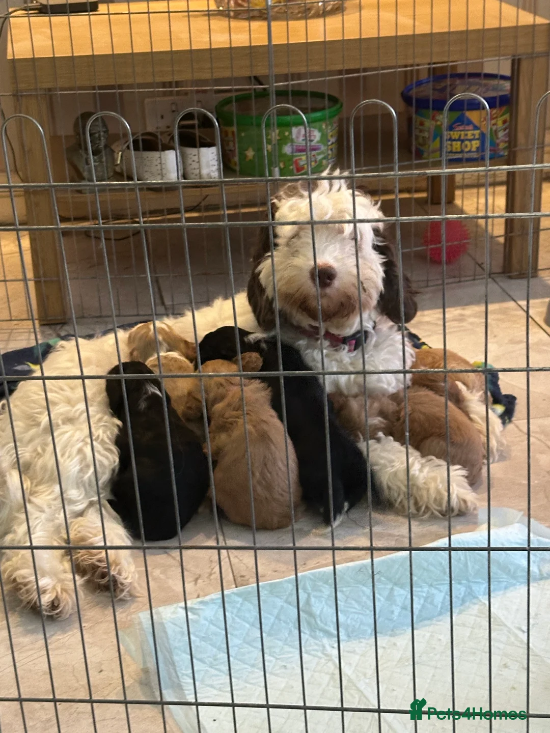 Cockapoo dogs for sale: X2 Cockerpoo boys left  - Advert 1