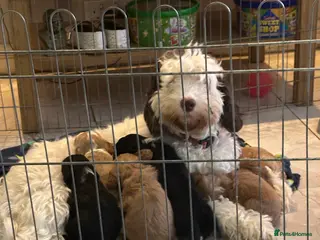 Cockapoo dogs X2 Cockerpoo boys left - Advert 1