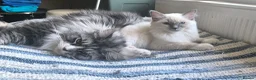 Ragdoll cats for sale: Beautiful ragdolls READY TO LEAVE FOR NEW HOME  - Advert 2