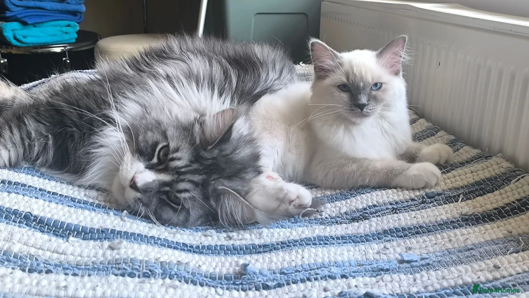 Ragdoll cats for sale: Beautiful ragdolls READY TO LEAVE FOR NEW HOME  - Advert 2