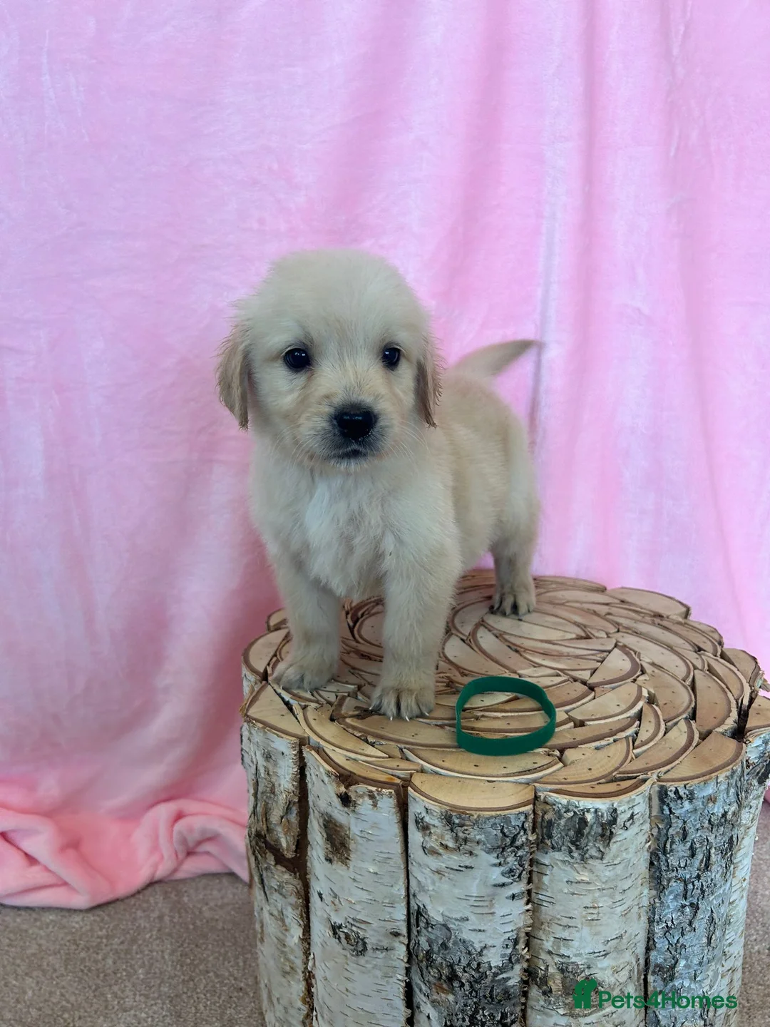 Golden Retriever dogs for stud: Extensively health tested show type kc reg in Bedford - Advert 18