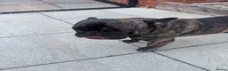 French Bulldog dogs for sale: French bulldog needs new loving home in Solihull - Advert 13