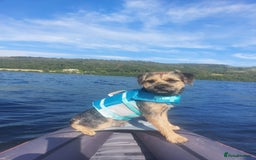 Border Terrier dogs for stud: Blue and Tan Border Terrier Stud - Image 4