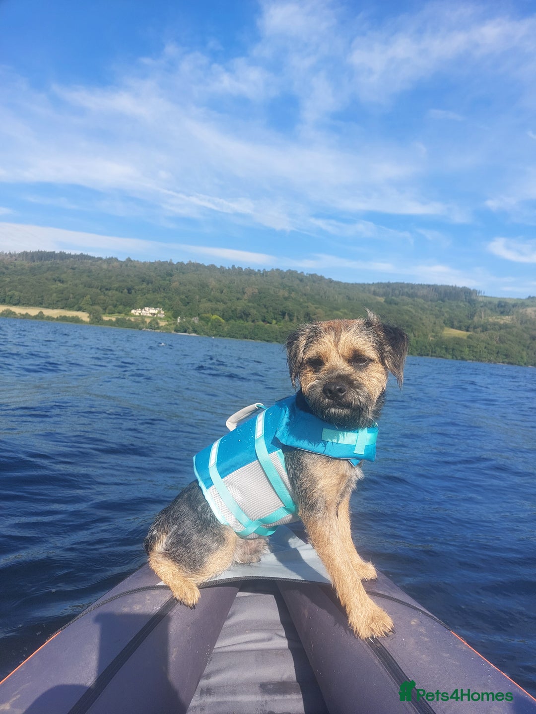 Border Terrier dogs for stud: Blue and Tan Border Terrier Stud - Image 4
