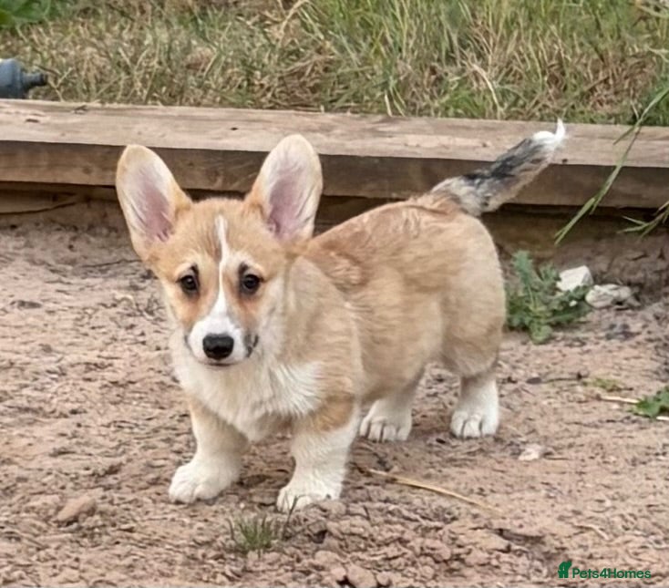 Welsh Corgi Pembroke dogs PERFECT PEMBROKE PUPPIES - Advert 1