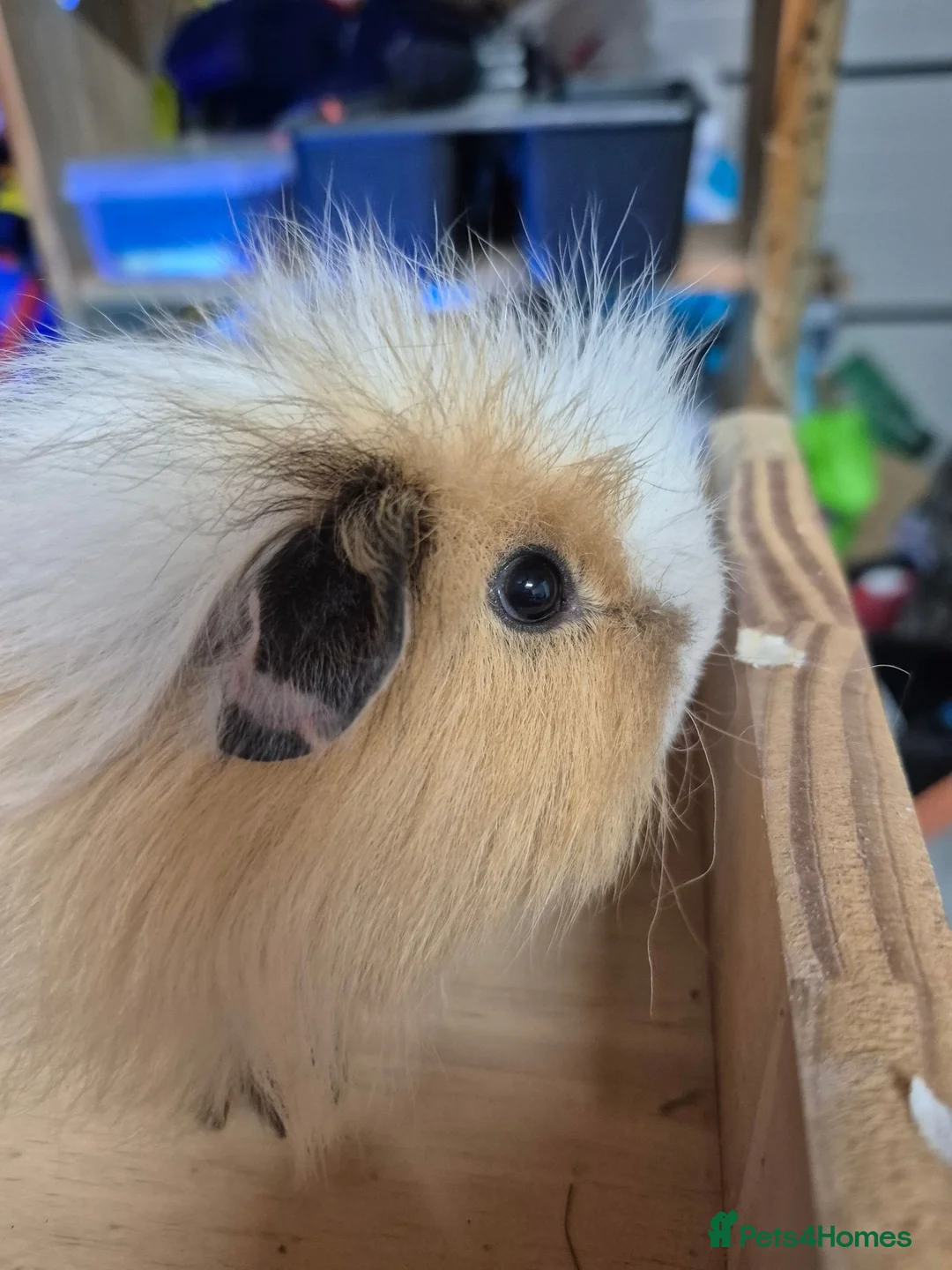 Guinea Pig rodents for sale: Teddy and swiss boars - Advert 2