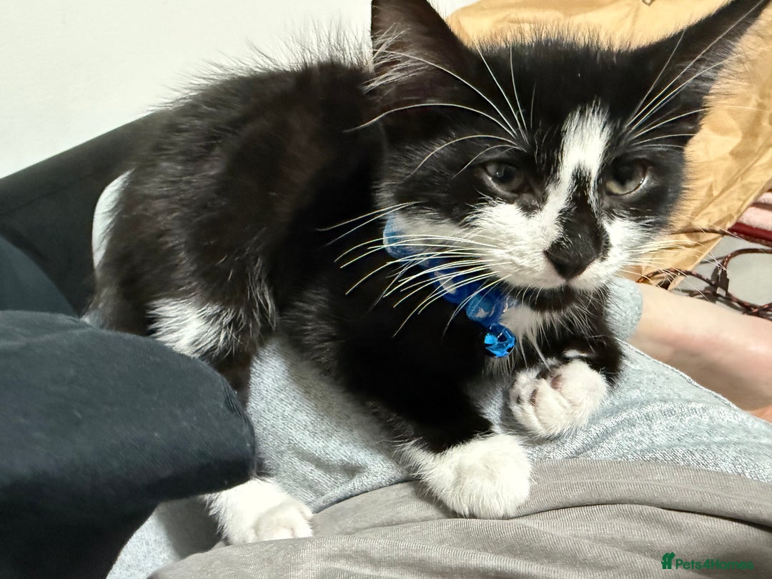Domestic Shorthair cats for sale: 12 week old boy  - Image 2