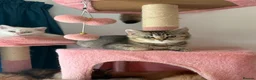 British Longhair cats for sale: Beautiful British Shorthair Tabby Kitten - Advert 10