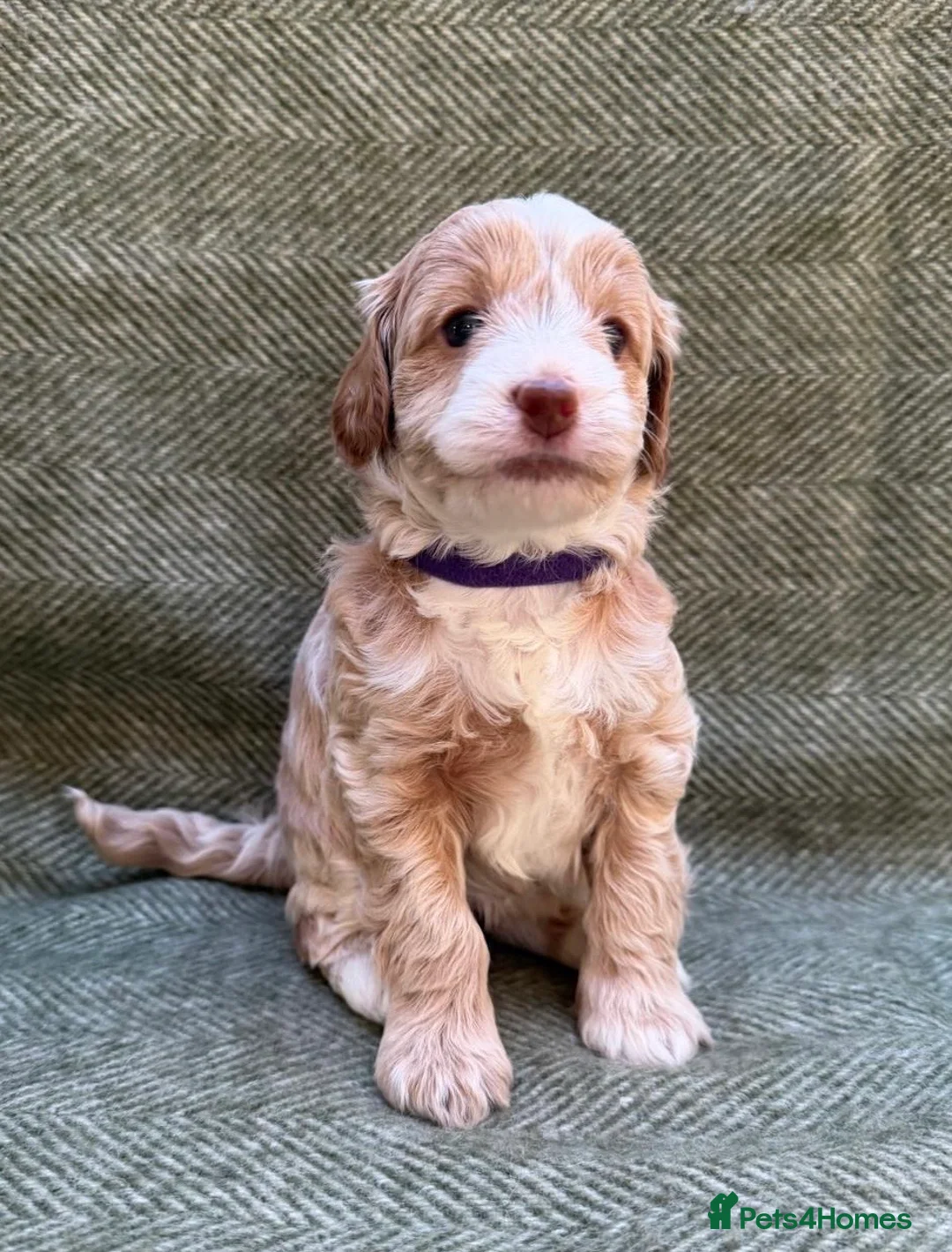 Labradoodle dogs for sale: Gorgeous 3rd Gen Miniature Labradoodle Puppies - Advert 7