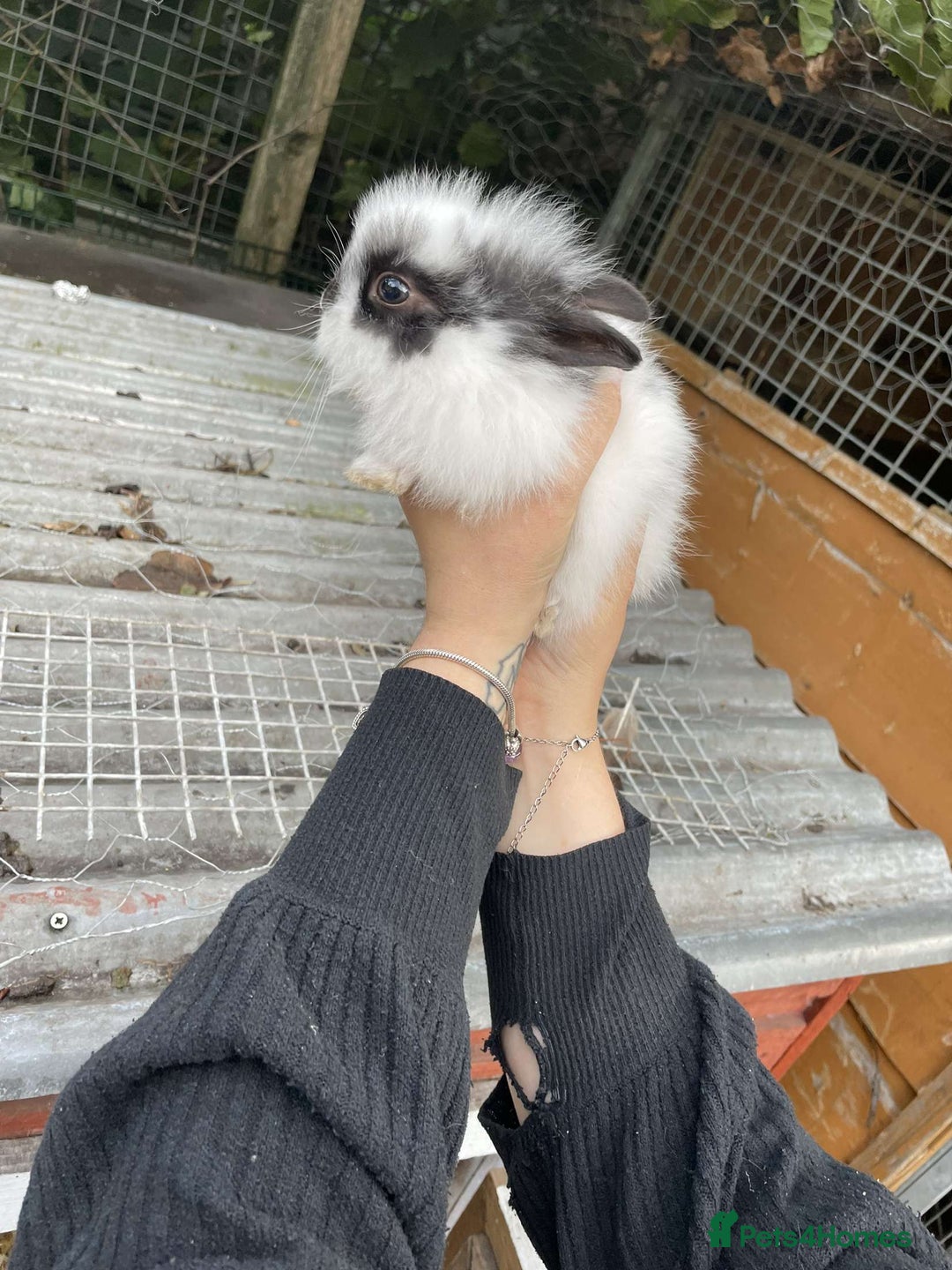 Lionhead rabbits for sale: Baby Lionhead Rabbits - Image 2