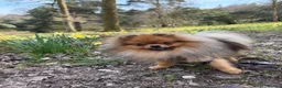 Pomeranian dogs for sale: Royal Kennel Club reg show Pomeranian puppies - Advert 6