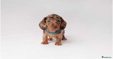Miniature Dachshund dogs - Advert 4