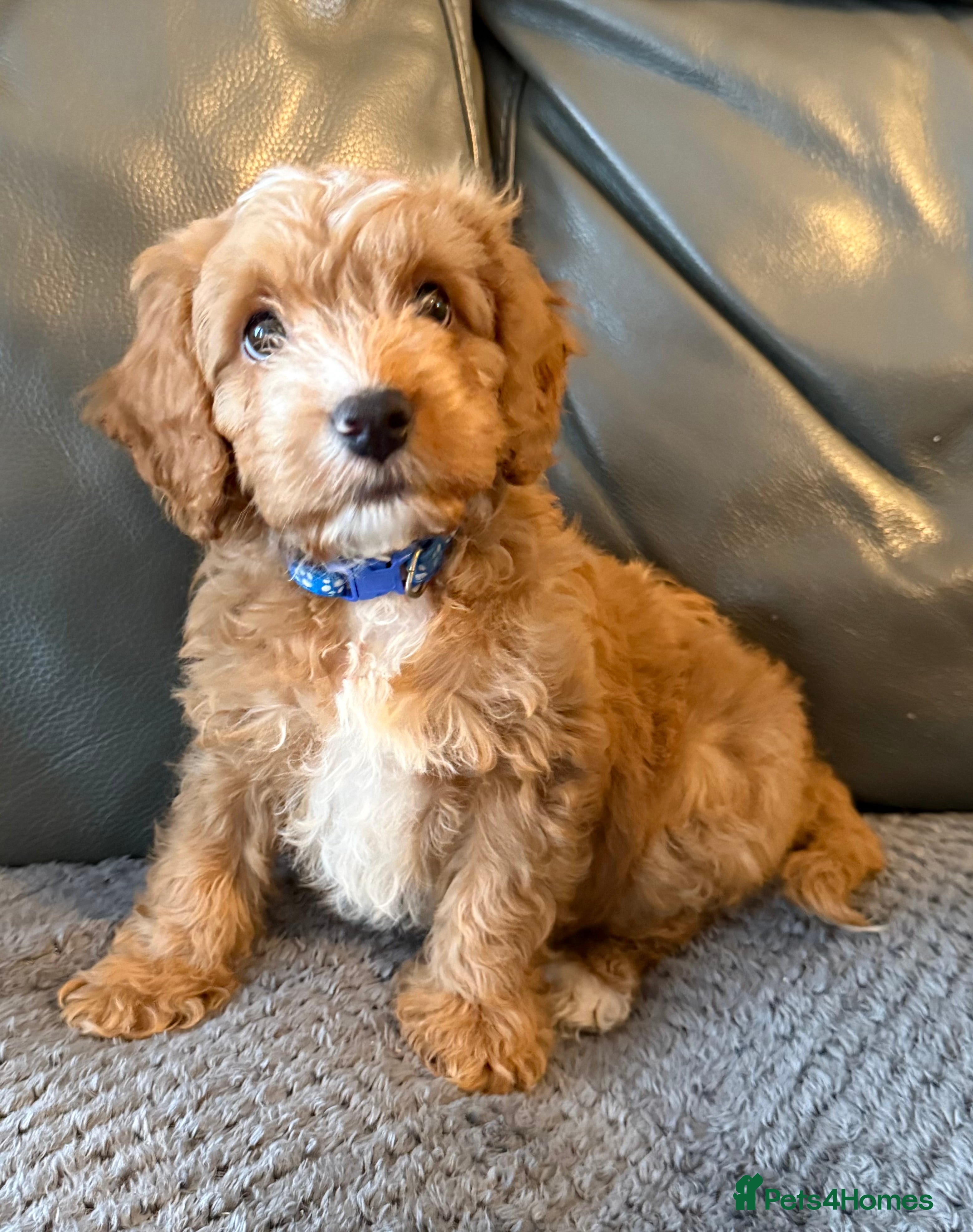 Cockapoo dogs F1 cockapoo puppies  - Advert 6