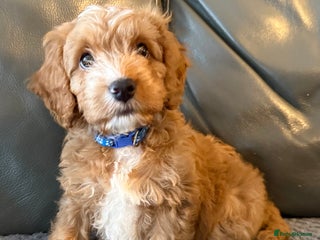 Cockapoo dogs F1 cockapoo puppies - Advert 3