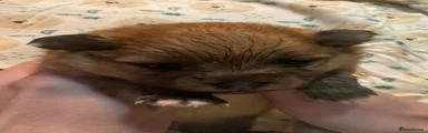 Pomeranian 1
