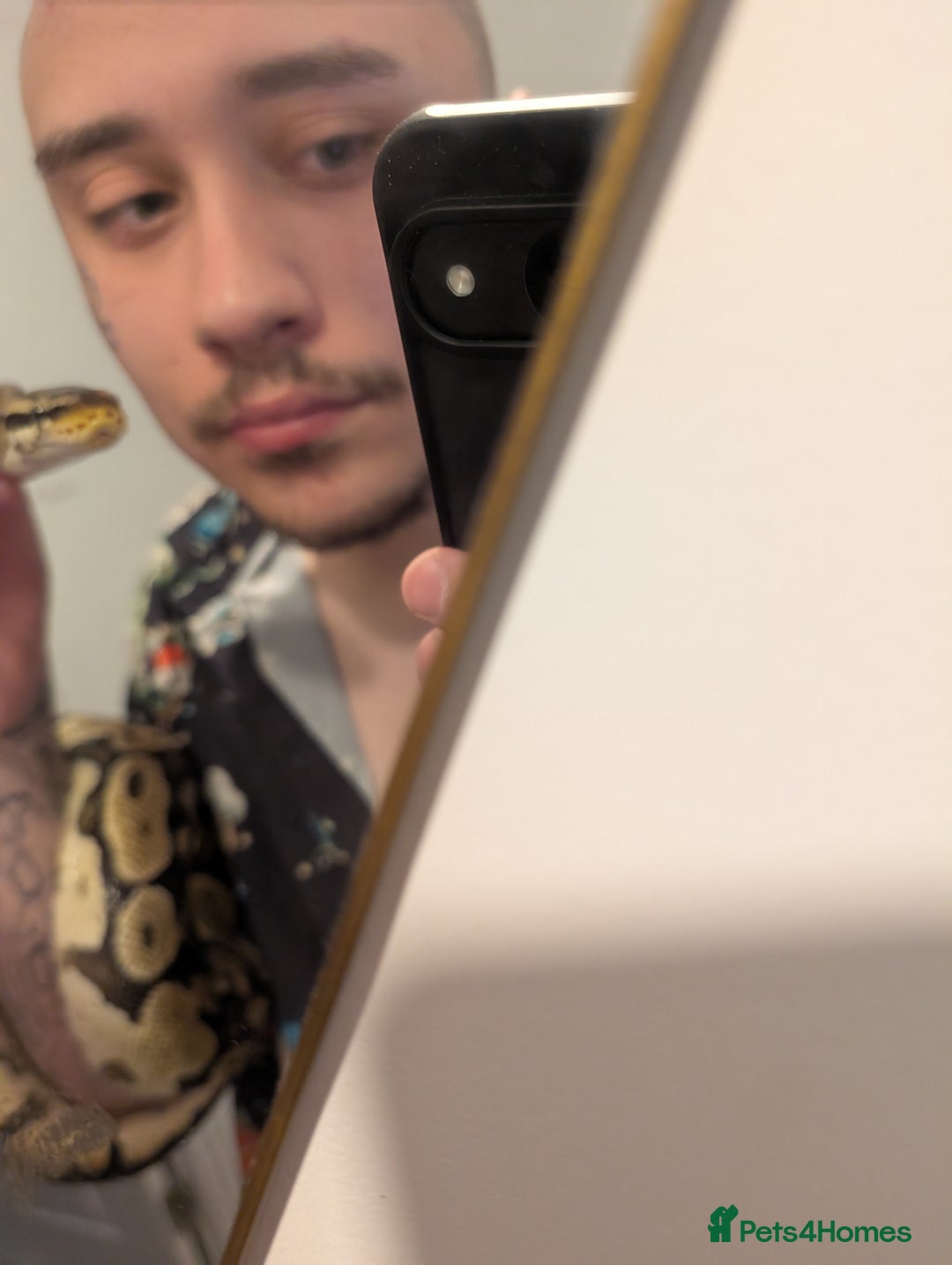 Python Snake reptiles for sale: Ball python for sale!  - Advert 2