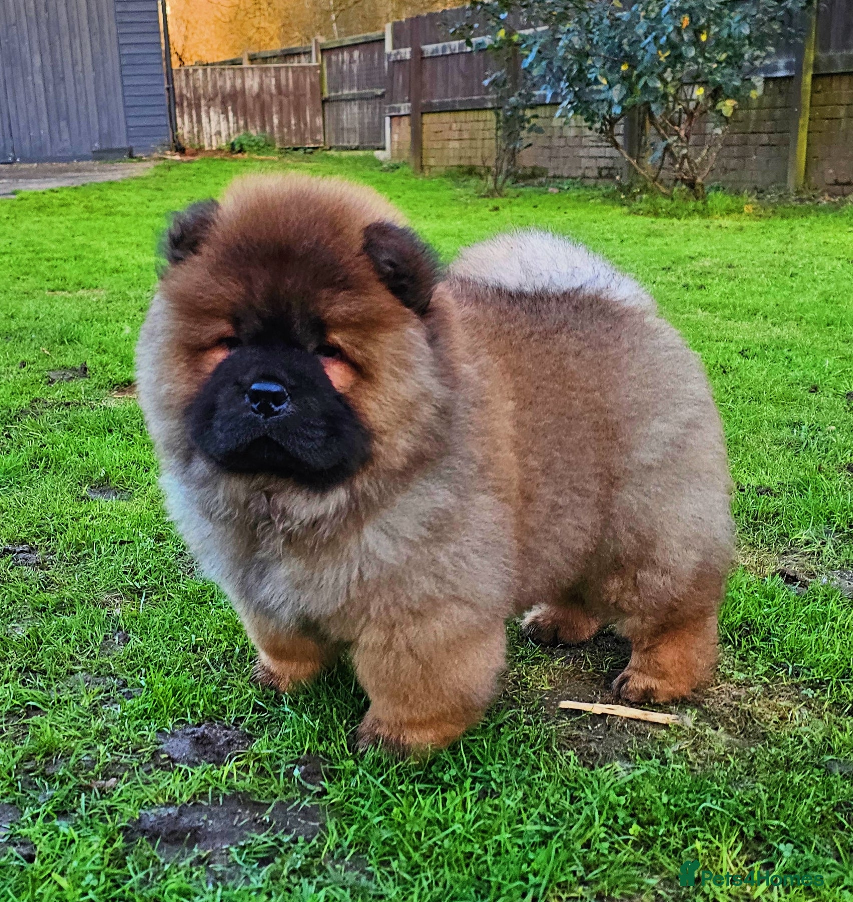 Chow Chow dogs Crufts pedigree puppy  - Advert 1