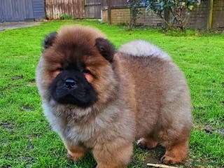 Chow Chow dogs Crufts pedigree puppy - Advert 3