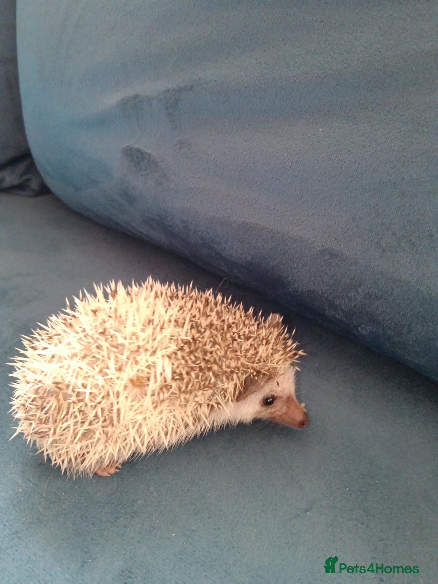 Pygmy Hedgehog rodents Baby African pygmy hedgehogs for sale  - Advert 16