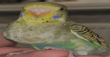 Budgerigars birds - Advert 4