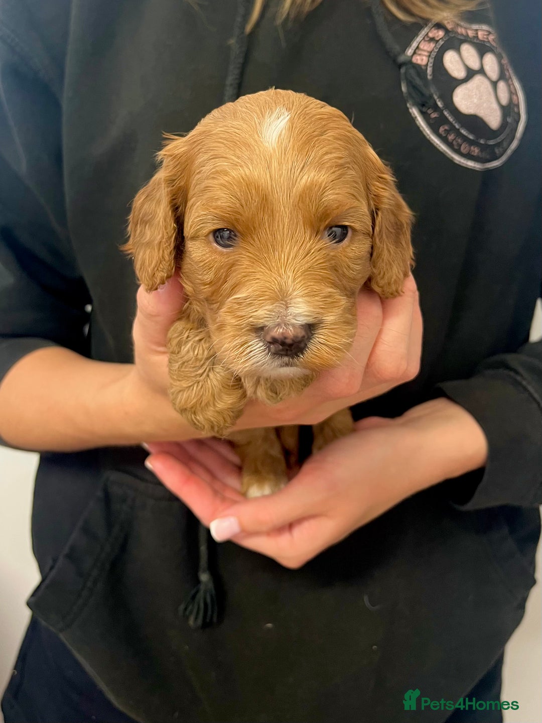 Cockapoo dogs for sale: Fabulous F1B cockapoo puppies available  - Image 5