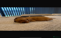 Cavalier King Charles Spaniel dogs for sale: 🐶5 generation kc registered tiny cavalier🐶 - Image 11